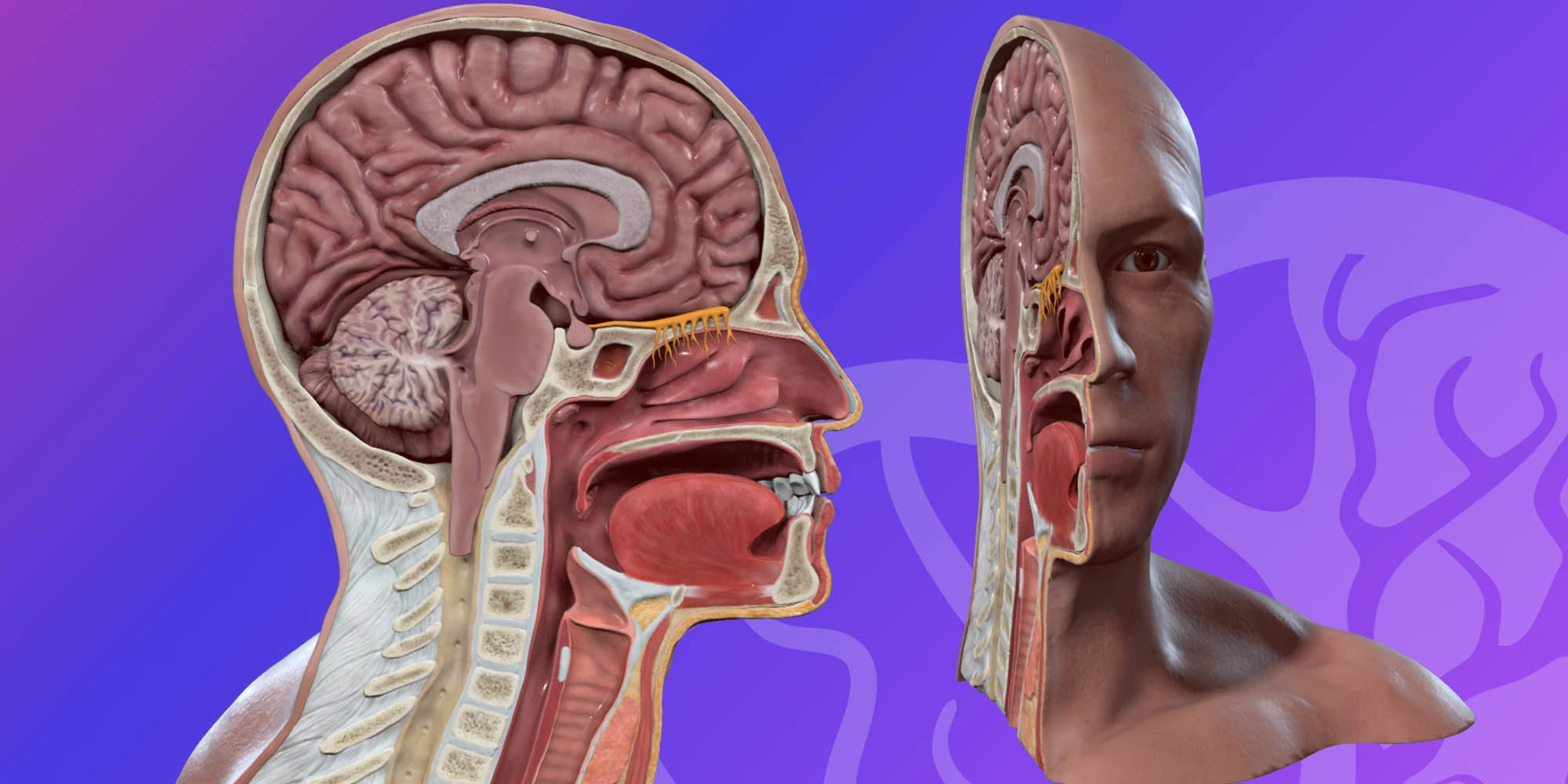 HEAD & NECK_ Nasal cavity - (sagittal section) image